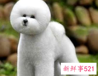 比熊犬智商排名第几