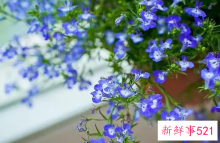 六倍利播种的几个时期与播种方法