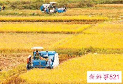 秋天的田野400字作文