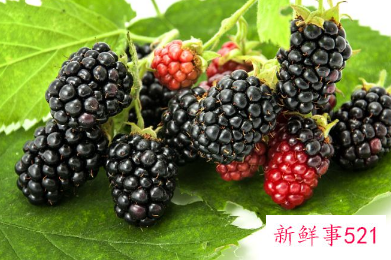 桑葚的功效与作用泡水