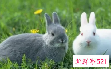 属兔男喜欢女人的表现