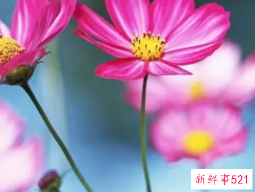 能给天蝎座带来桃花运的花