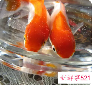 梦见金鱼代表什么