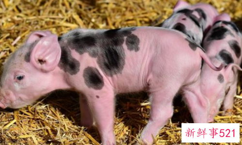 女人梦见家里养了很多猪