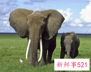 梦见大象很友好