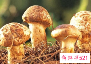松茸的功效与作用