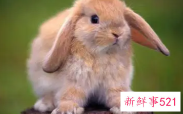 嫉妒心极强的生肖女