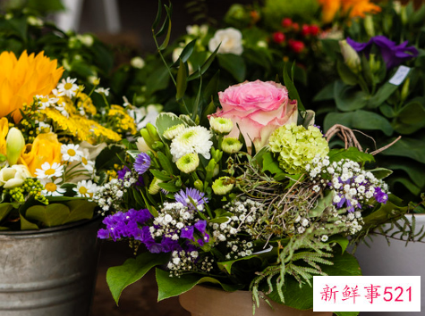 小仙女花养殖方法