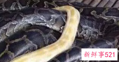 蟒蛇为什么喜欢缠女人