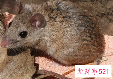 嫉妒心极强的生肖女