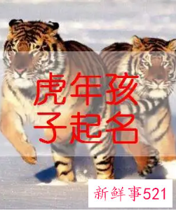 属虎男孩取名字寓意好的字