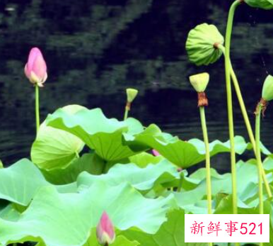 莲藕发芽到什么程度才可以种