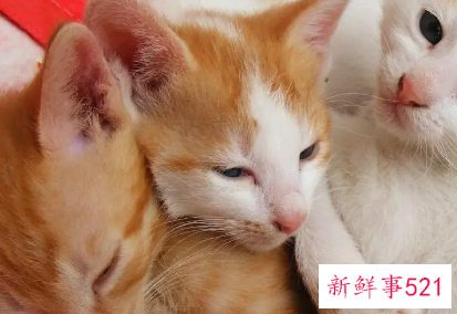 猫咪好听又聚财的名字