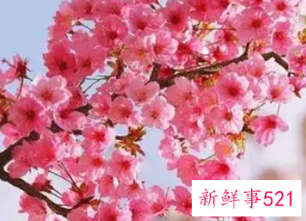 属鸡的正缘桃花怎么样