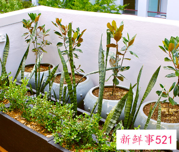 小仙女花养殖方法