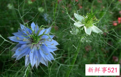 黑种草的养殖方法和注意事项