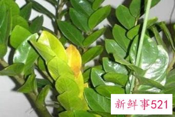 金钱树冻伤怎样补救