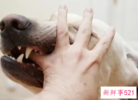 梦见狗咬手有什么征兆