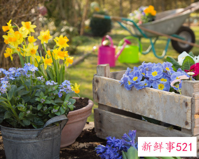 小仙女花养殖方法