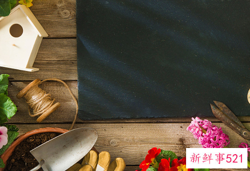 小仙女花养殖方法