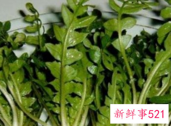 吃荠菜的禁忌