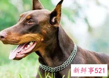 什么狗护主人排行