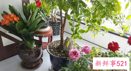 客厅养花有哪些风水禁忌和讲究