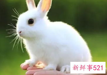 嫉妒心极强的生肖女