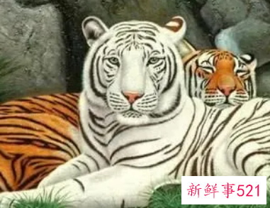 生肖属虎的人适合做哪几个行业