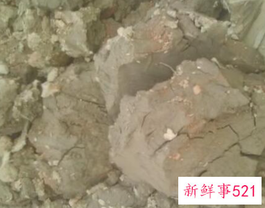 莲藕发芽到什么程度才可以种