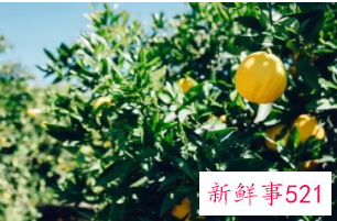 6类食物美容除皱最有效