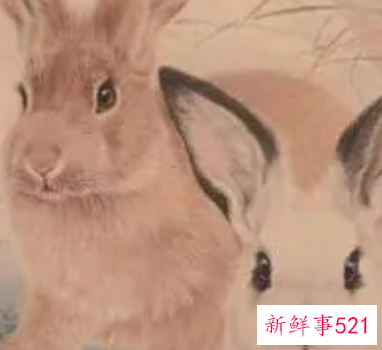 家里挂兔子的画好不好