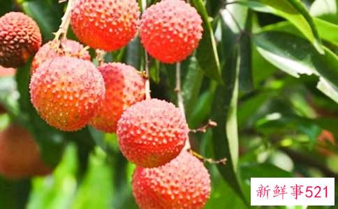 梦见树上长满荔枝