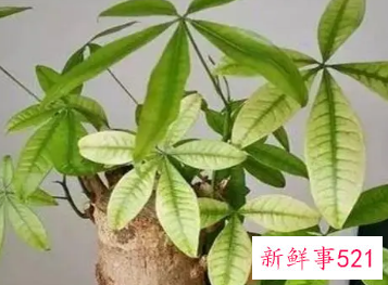 发财树叶子发黄怎么补救