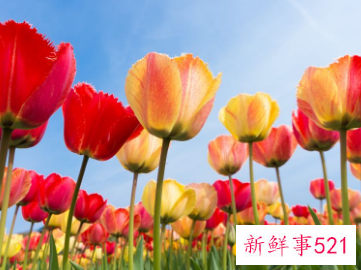 郁金香的象征意义