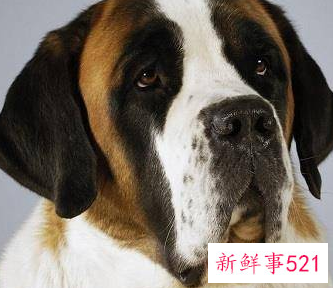 什么狗护主人排行