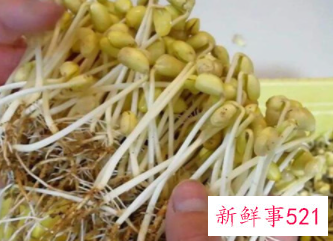 黄豆芽能不能做馅料