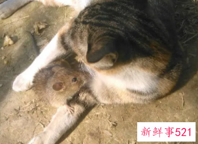 梦到很多老鼠和猫是什么意思