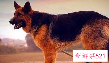 什么狗护主人排行