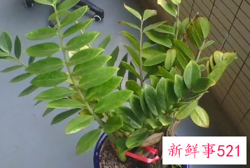 金钱树冻伤怎样补救