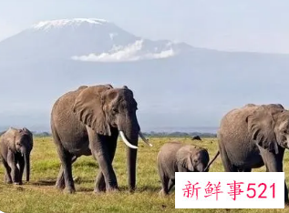 梦见大象很友好