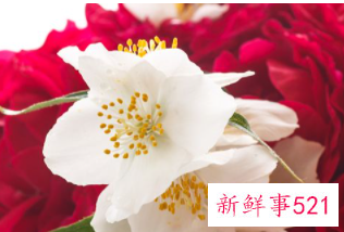 第一次送花说什么话啊