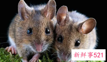 嫉妒心极强的生肖女