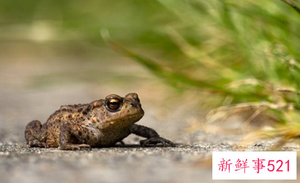 梦到被蟾蜍咬到手的寓意