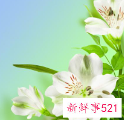 百合花小说背景是什么