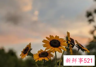 代表美好寓意的字