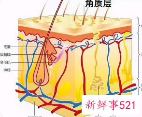 皮肤表皮层的结构及作用