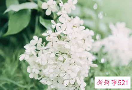 梦见尼姑是什么寓意