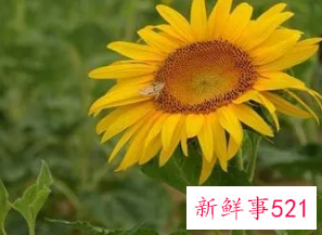 梦见太阳花是什么意思