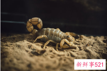 蝎子吃螳螂还是螳螂吃蝎子